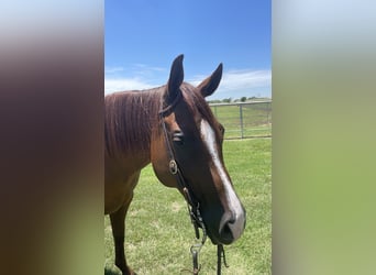 American Quarter Horse, Klacz, 10 lat, 152 cm, Ciemnokasztanowata