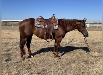 American Quarter Horse, Klacz, 10 lat, 152 cm, Ciemnokasztanowata