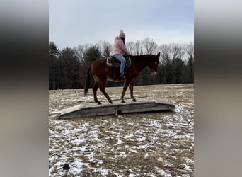 American Quarter Horse, Klacz, 10 lat, 152 cm, Ciemnokasztanowata