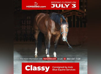 American Quarter Horse, Klacz, 10 lat, 152 cm, Gniada