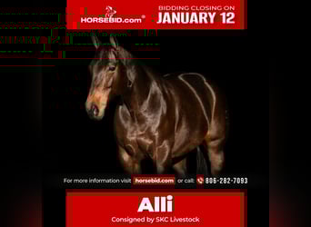 American Quarter Horse, Klacz, 10 lat, 152 cm, Gniada