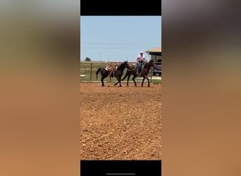American Quarter Horse, Klacz, 10 lat, 152 cm, Gniadodereszowata