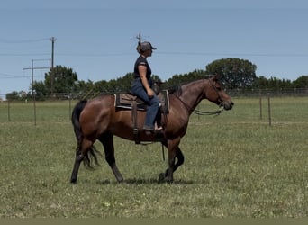 American Quarter Horse, Klacz, 10 lat, 152 cm, Gniadodereszowata