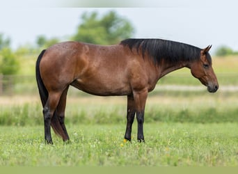 American Quarter Horse, Klacz, 10 lat, 152 cm, Gniadodereszowata