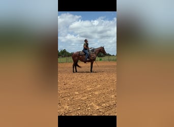 American Quarter Horse, Klacz, 10 lat, 152 cm, Gniadodereszowata