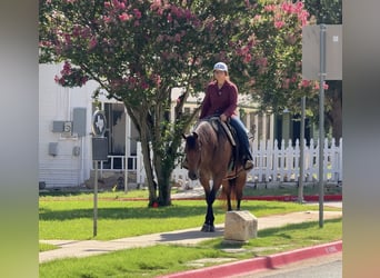 American Quarter Horse, Klacz, 10 lat, 152 cm, Gniadodereszowata