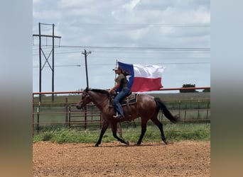 American Quarter Horse, Klacz, 10 lat, 152 cm, Gniadodereszowata