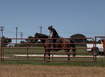 American Quarter Horse, Klacz, 10 lat, 152 cm, Gniadodereszowata