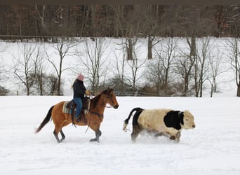 American Quarter Horse, Klacz, 10 lat, 152 cm, Jelenia