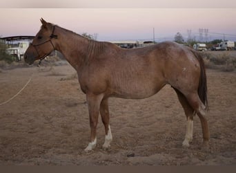 American Quarter Horse, Klacz, 10 lat, 152 cm, Kasztanowatodereszowata