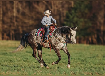 American Quarter Horse, Klacz, 10 lat, 152 cm, Siwa