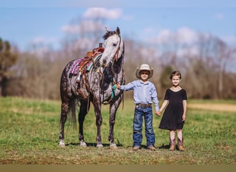 American Quarter Horse, Klacz, 10 lat, 152 cm, Siwa