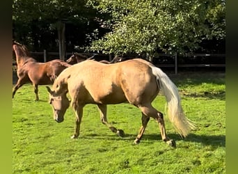 American Quarter Horse, Klacz, 10 lat, 154 cm, Izabelowata