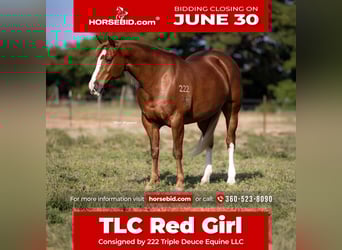 American Quarter Horse, Klacz, 10 lat, 155 cm, Cisawa