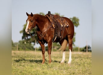 American Quarter Horse, Klacz, 10 lat, 155 cm, Cisawa
