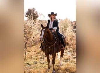 American Quarter Horse, Klacz, 10 lat, 155 cm, Cisawa