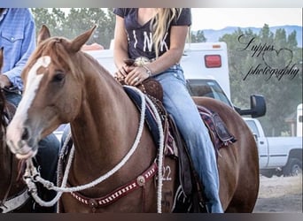 American Quarter Horse, Klacz, 10 lat, 155 cm, Cisawa