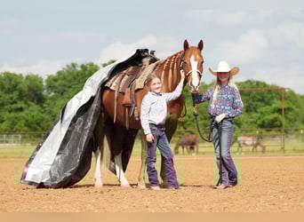 American Quarter Horse, Klacz, 10 lat, 155 cm, Cisawa