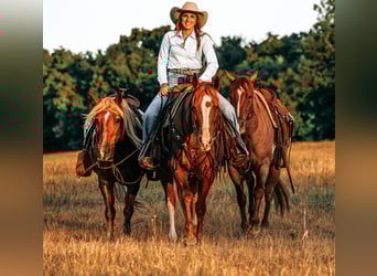 American Quarter Horse, Klacz, 10 lat, 155 cm, Cisawa