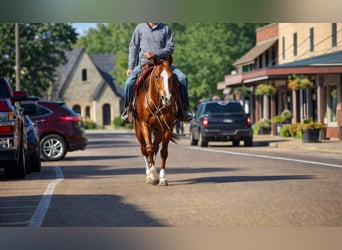 American Quarter Horse, Klacz, 10 lat, 155 cm, Cisawa
