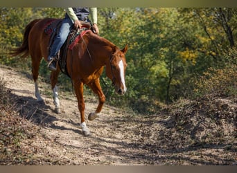 American Quarter Horse, Klacz, 10 lat, 155 cm, Cisawa