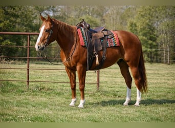 American Quarter Horse, Klacz, 10 lat, 155 cm, Cisawa
