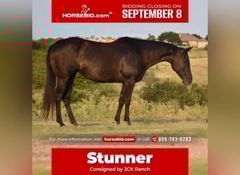 American Quarter Horse, Klacz, 10 lat, 155 cm, Kara