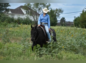 American Quarter Horse, Klacz, 10 lat, 155 cm, Kara