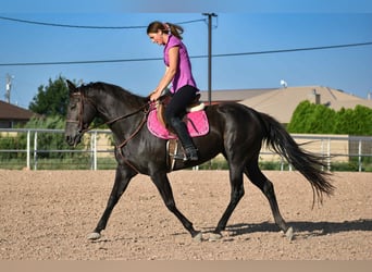American Quarter Horse, Klacz, 10 lat, 155 cm, Kara