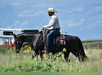 American Quarter Horse, Klacz, 10 lat, 155 cm, Kara
