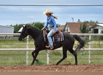 American Quarter Horse, Klacz, 10 lat, 155 cm, Kara