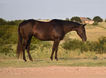 American Quarter Horse, Klacz, 10 lat, 155 cm, Kara
