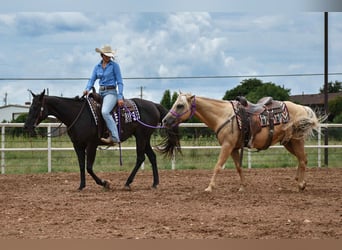 American Quarter Horse, Klacz, 10 lat, 155 cm, Kara