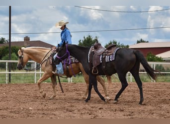 American Quarter Horse, Klacz, 10 lat, 155 cm, Kara
