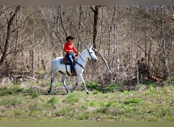 American Quarter Horse, Klacz, 10 lat, 155 cm, Siwa