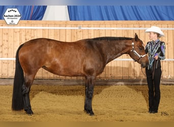 American Quarter Horse, Klacz, 10 lat, 156 cm, Skarogniada