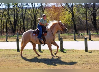 American Quarter Horse, Klacz, 10 lat, 157 cm, Izabelowata
