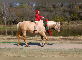 American Quarter Horse, Klacz, 10 lat, 157 cm, Izabelowata
