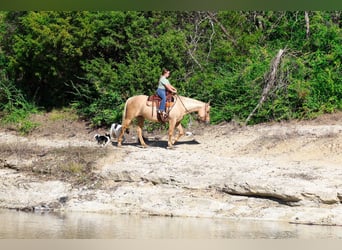 American Quarter Horse, Klacz, 10 lat, 157 cm, Izabelowata