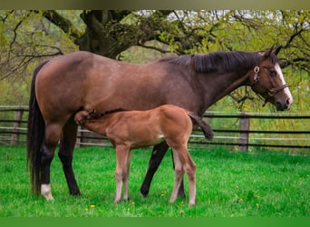 American Quarter Horse, Klacz, 10 lat, 158 cm, Gniada