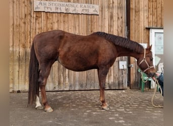 American Quarter Horse, Klacz, 10 lat, 160 cm, Ciemnokasztanowata