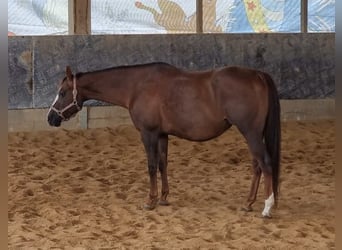 American Quarter Horse, Klacz, 10 lat, 160 cm, Ciemnokasztanowata