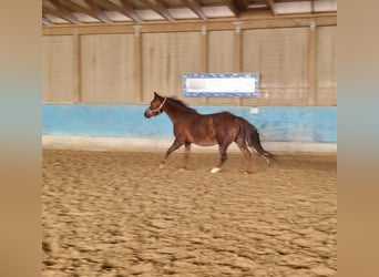 American Quarter Horse, Klacz, 10 lat, 160 cm, Ciemnokasztanowata