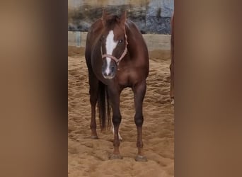 American Quarter Horse, Klacz, 10 lat, 160 cm, Ciemnokasztanowata