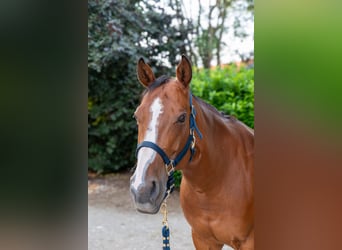 American Quarter Horse, Klacz, 10 lat, 162 cm, Gniada