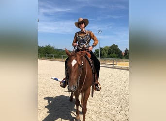 American Quarter Horse, Klacz, 10 lat, 163 cm, Kasztanowata