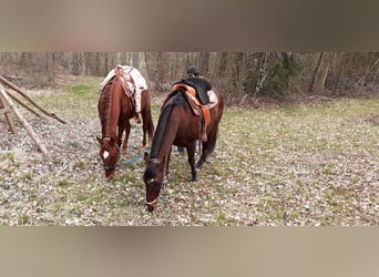 American Quarter Horse, Klacz, 10 lat, 163 cm, Kasztanowata
