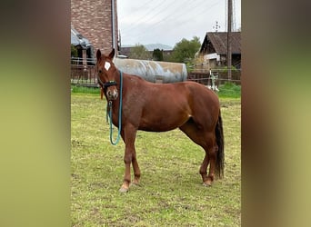 American Quarter Horse, Klacz, 10 lat, 163 cm, Kasztanowata
