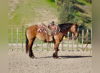 American Quarter Horse, Klacz, 10 lat, Bułana