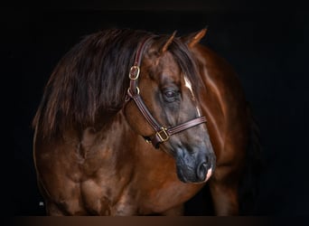 American Quarter Horse, Klacz, 10 lat, Ciemnokasztanowata